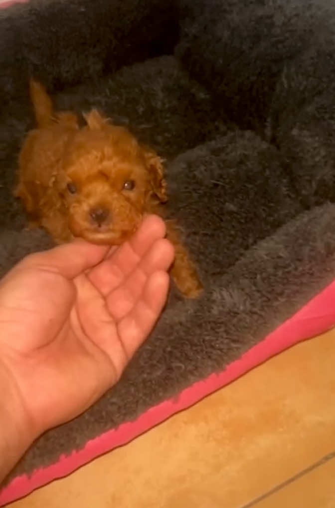 @Mascotas ,cachorritos bonitos