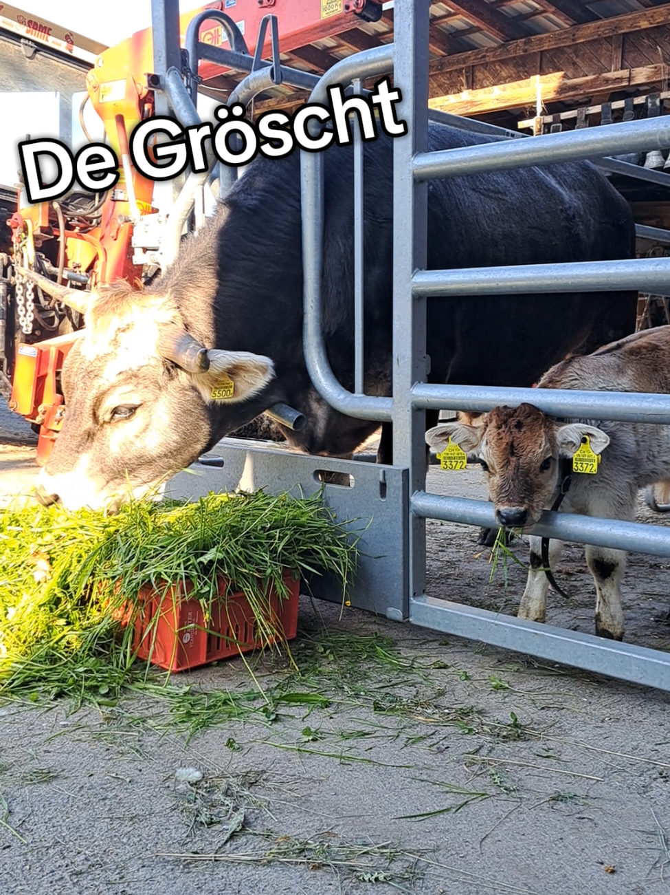 @obermettlen