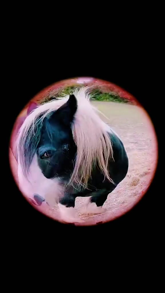 @EarthAngel 🐎