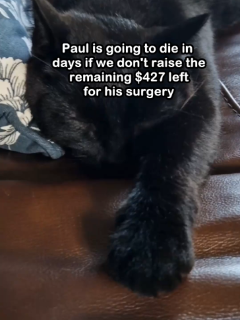 @Saving Paul the brave Cat!