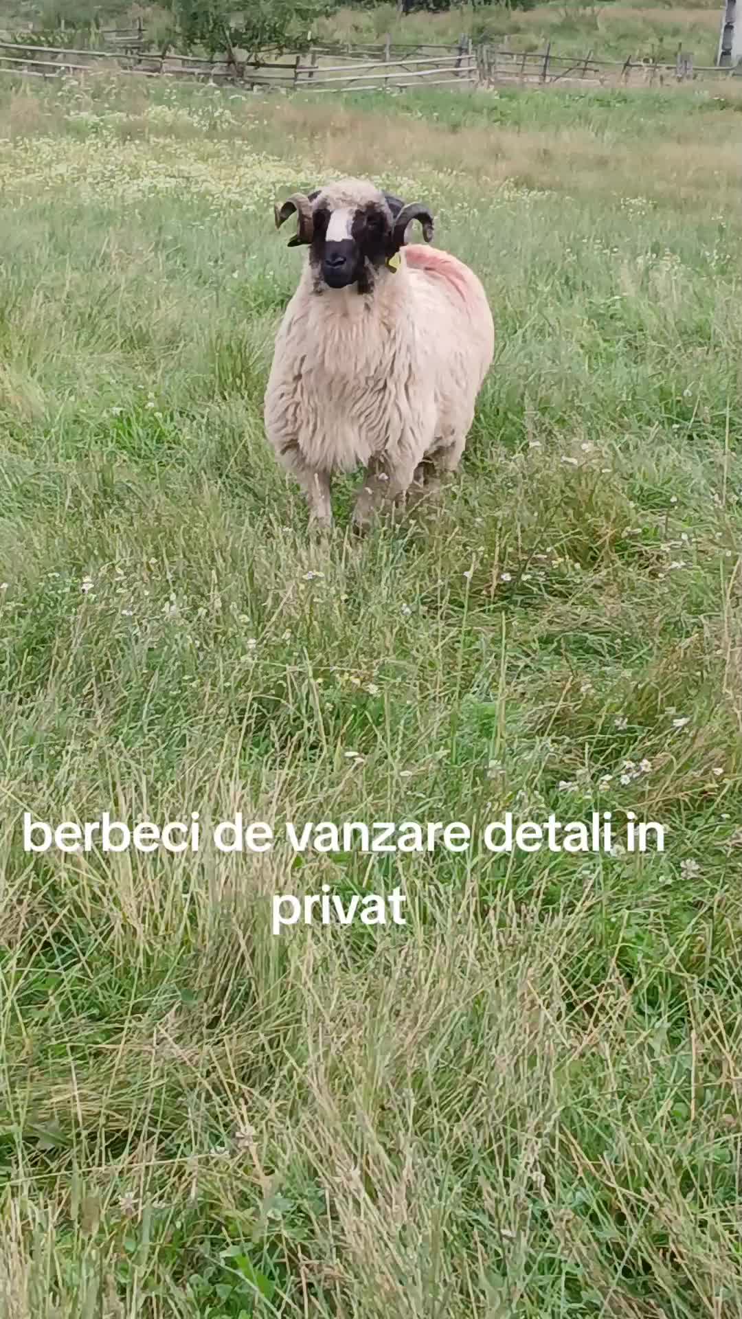 @Ionut Adrian