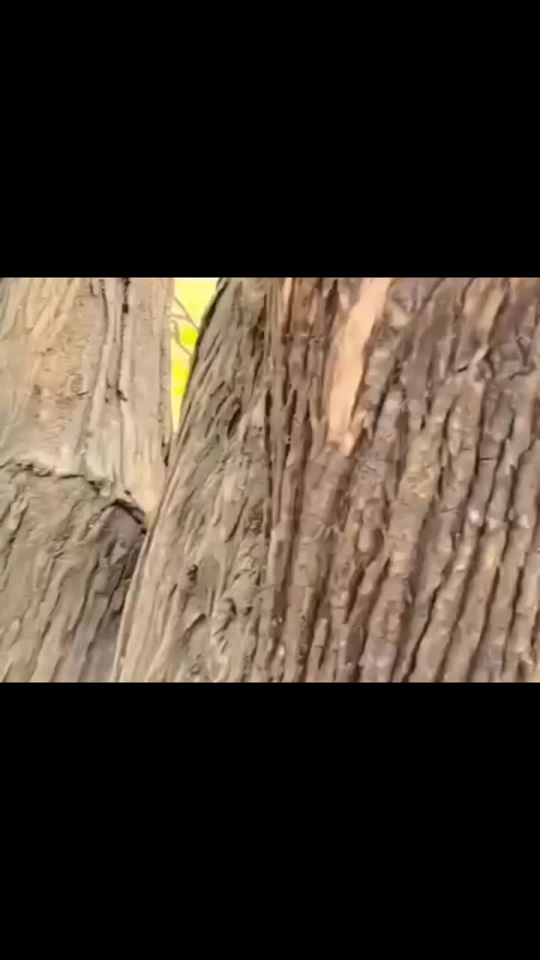 @Kashmir Ka Dil&hearts;️
