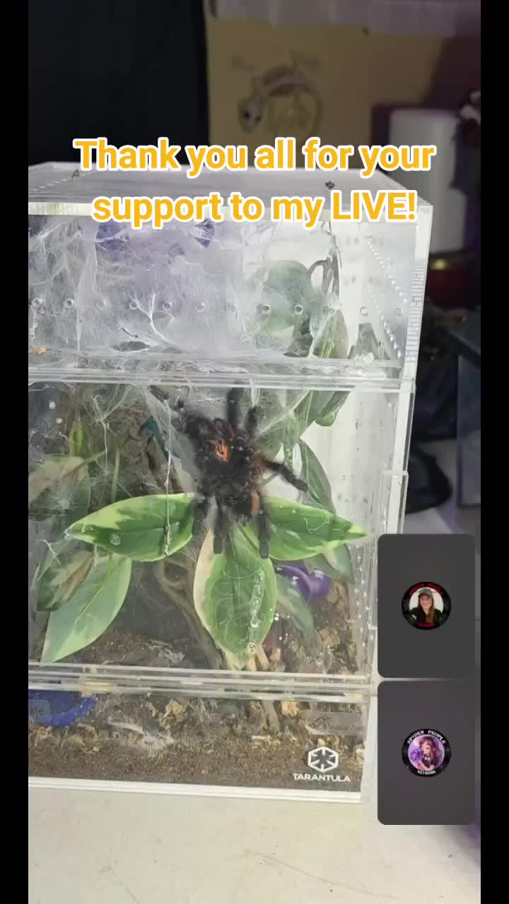@❌️🕷Amateur_PoisonIvy🕸❌️