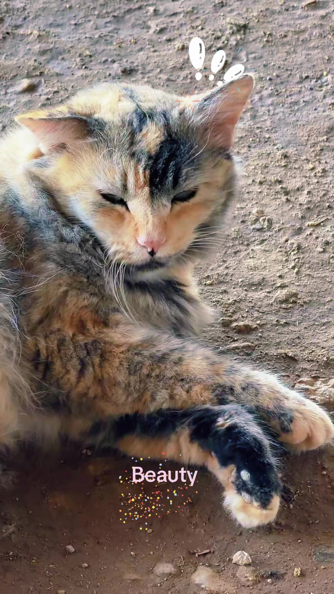 @Amri Gatitos