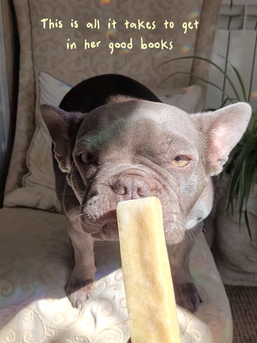 @Dog Stuff 🐕