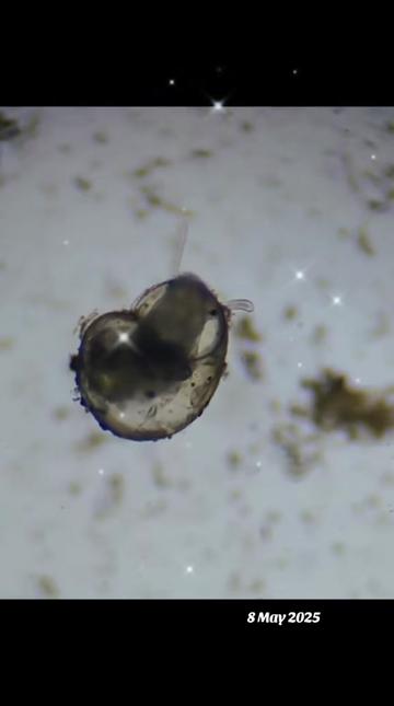 @Smeee❌microscope🏴󠁧󠁢󠁥󠁮󠁧󠁿