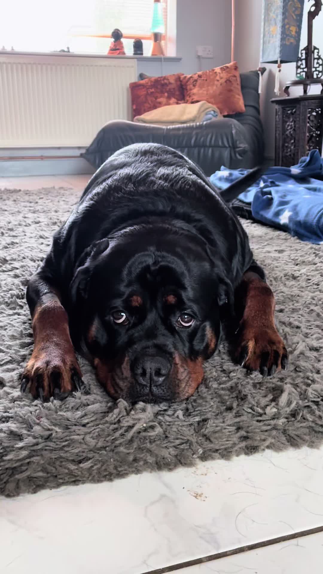 @❤️Rottiexena❤️Rottweiler Dog