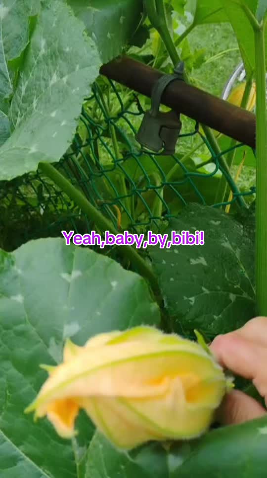 @YEAH BABY BY BIBI!