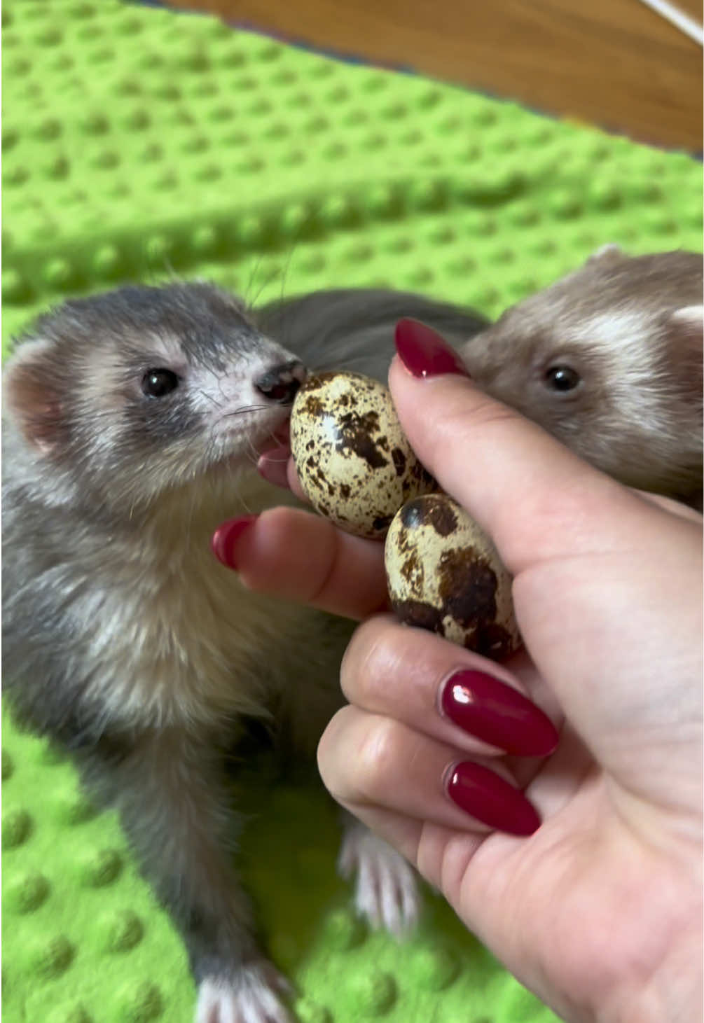 @Tsuki et Toka