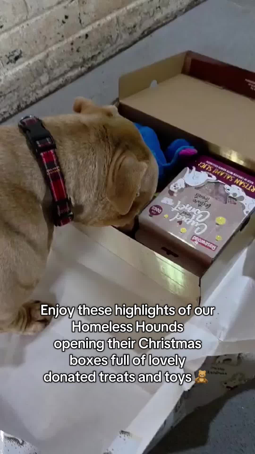 @Homeless hounds