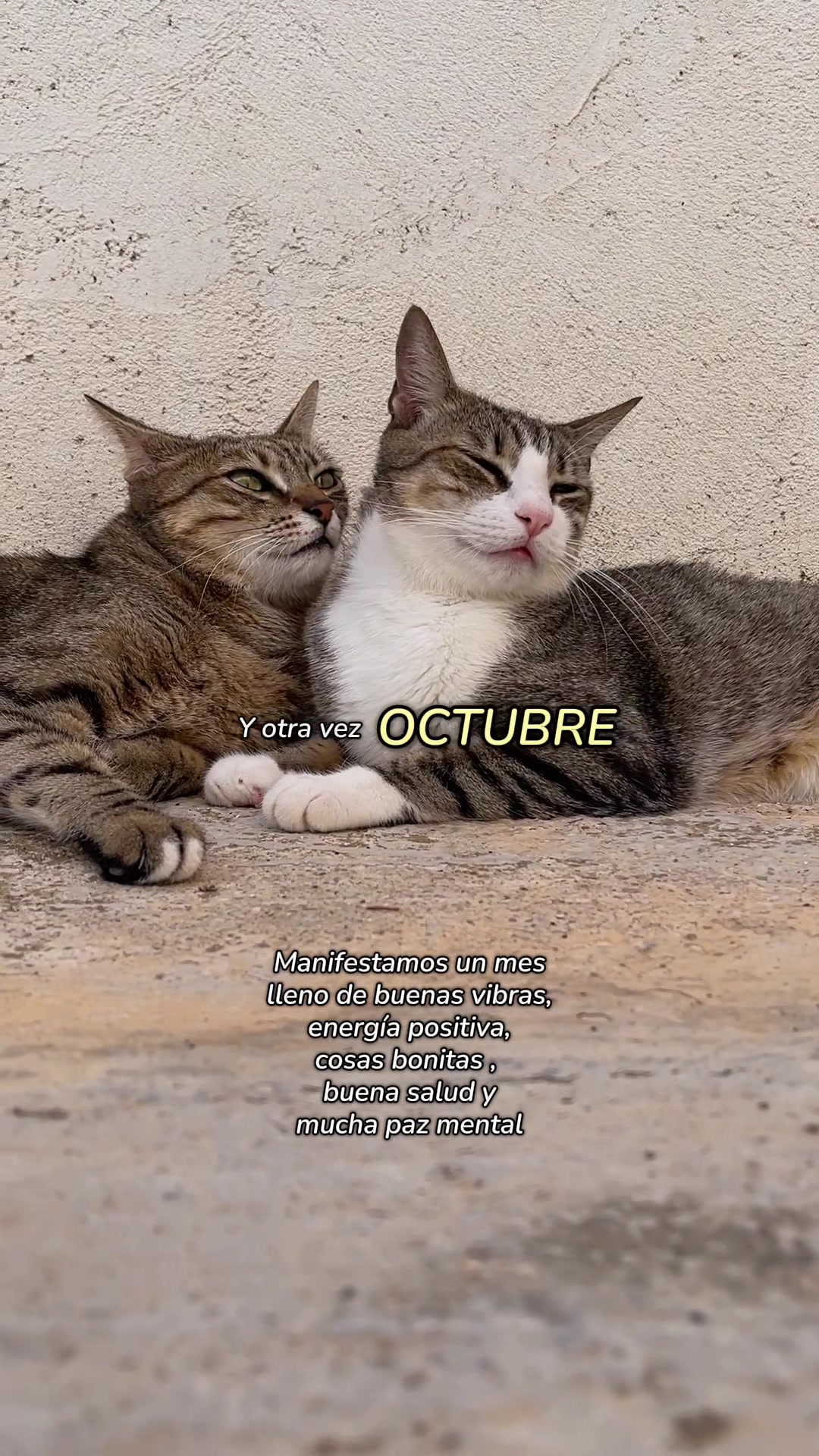 @Gatitos Gatetes