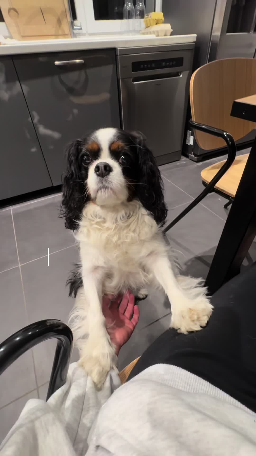 @Cavalier King Charles