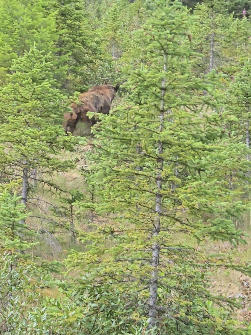 @Banff Trail Running & Wildlife