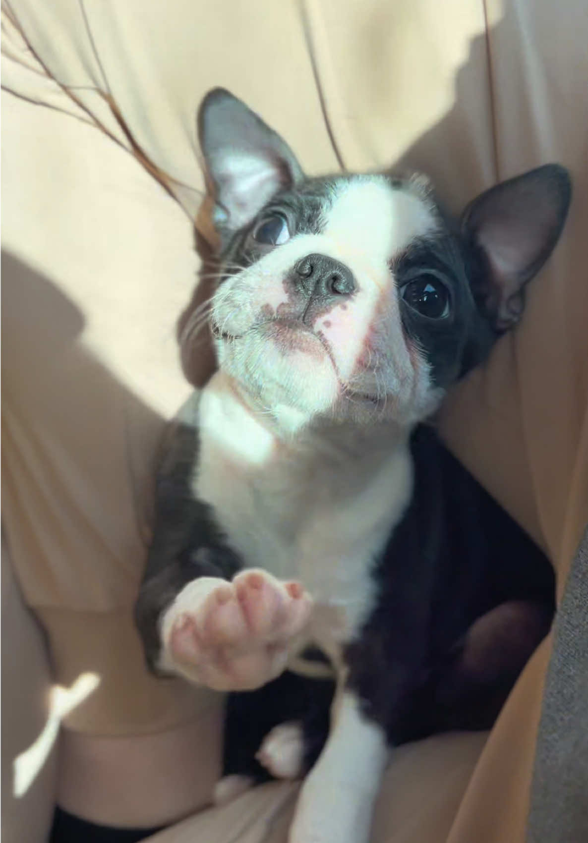 @Petland Iowa City