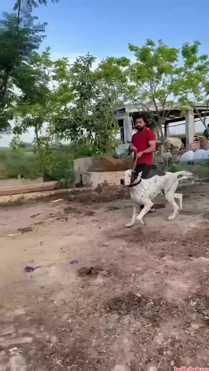 @bullishokeen2