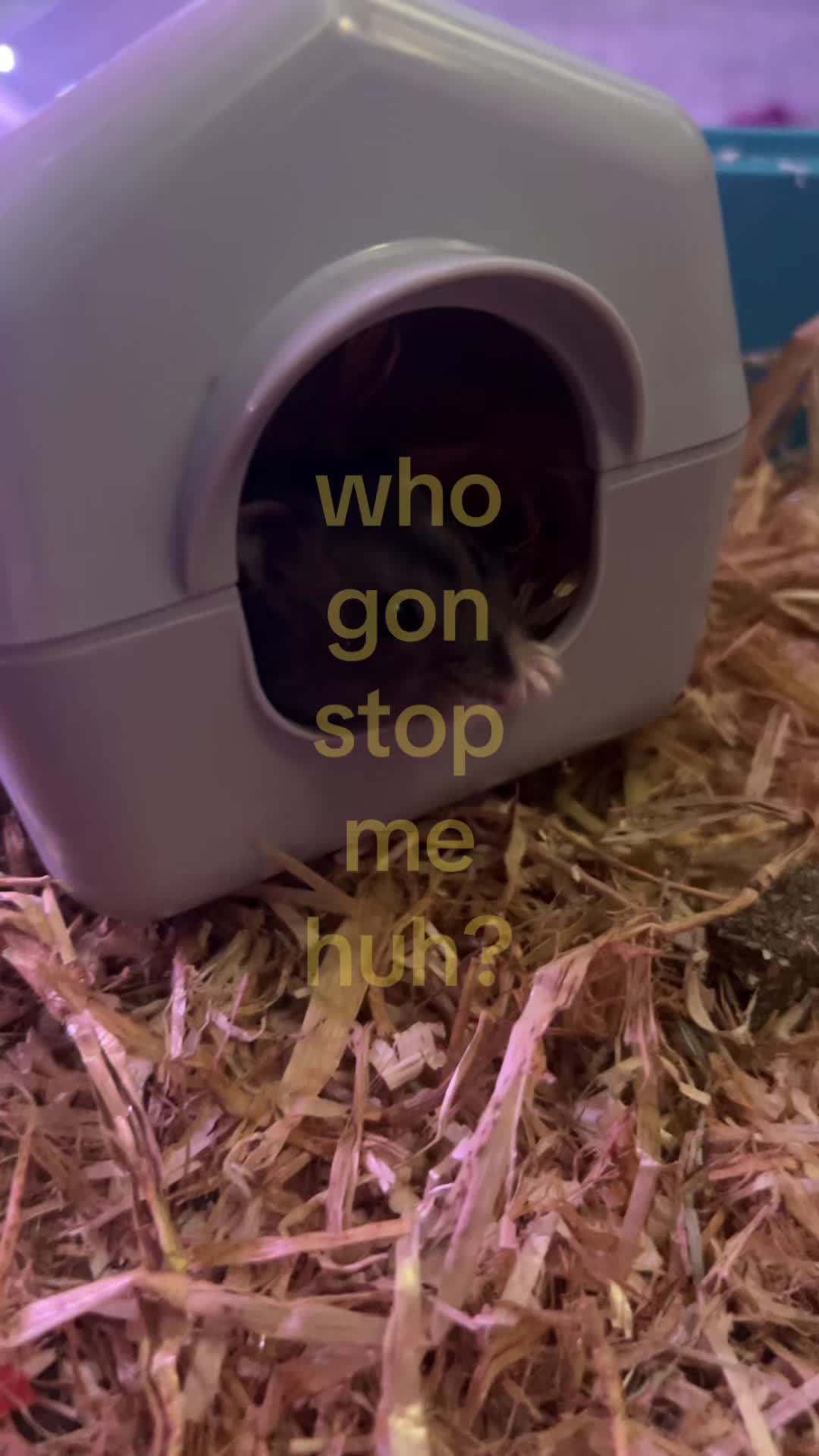 @LowenYe