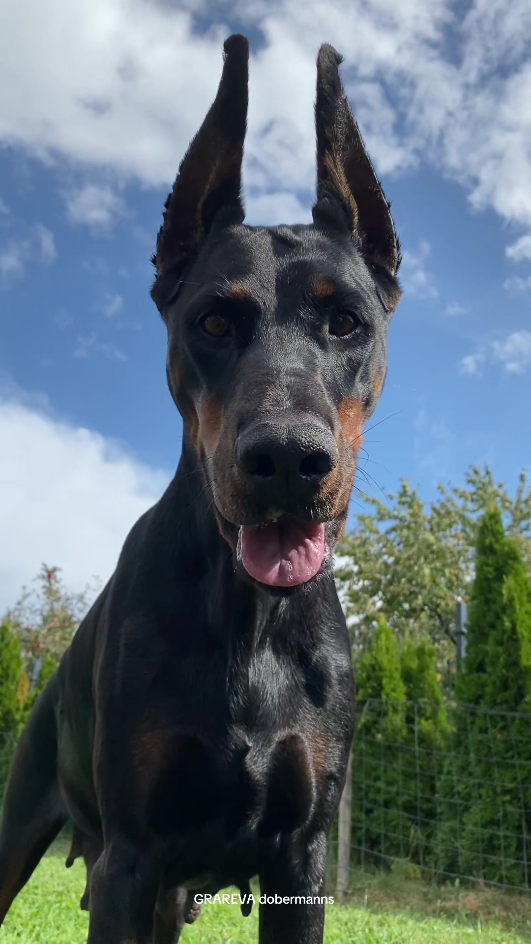 @GRAREVA dobermanns