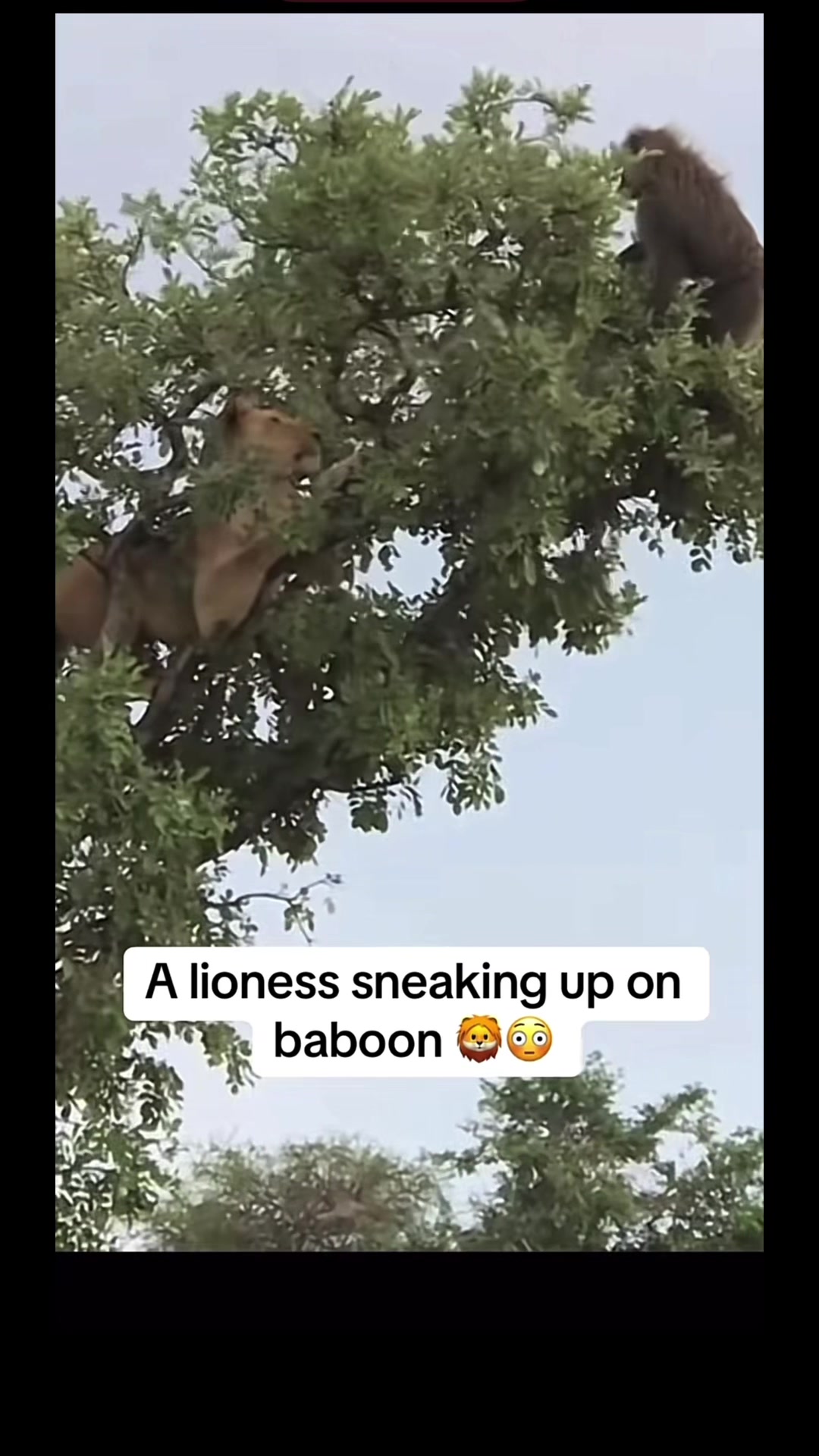 @KJ@LoveAnimalsEpicNature