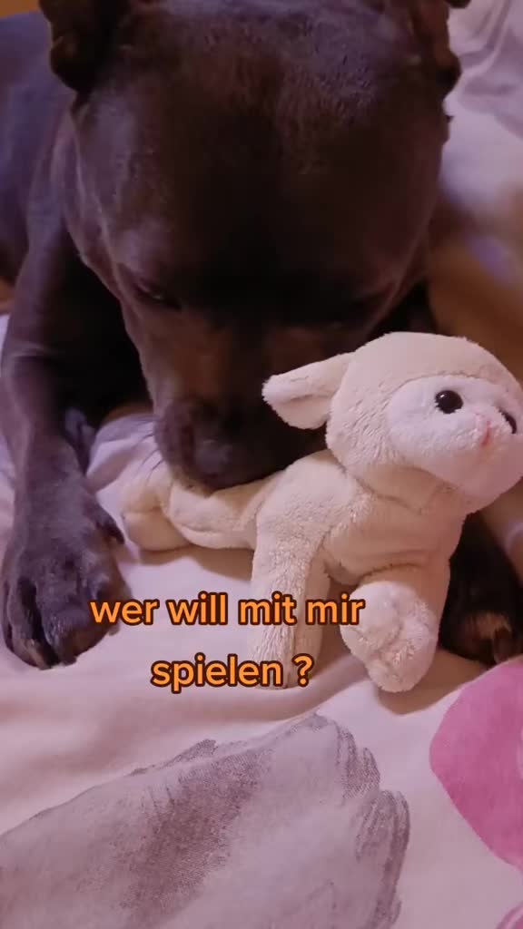 @Zara Alukanija Kiyomi 🐕🐾