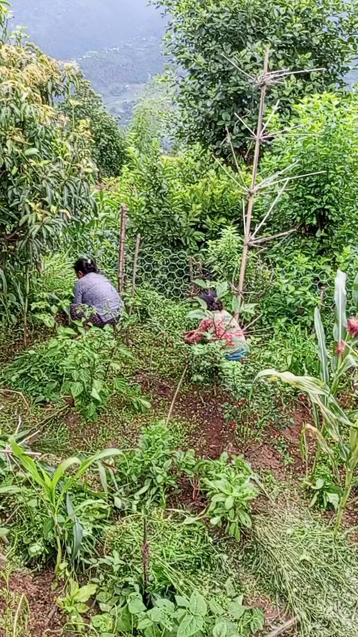 @Maya Bomjan tamang