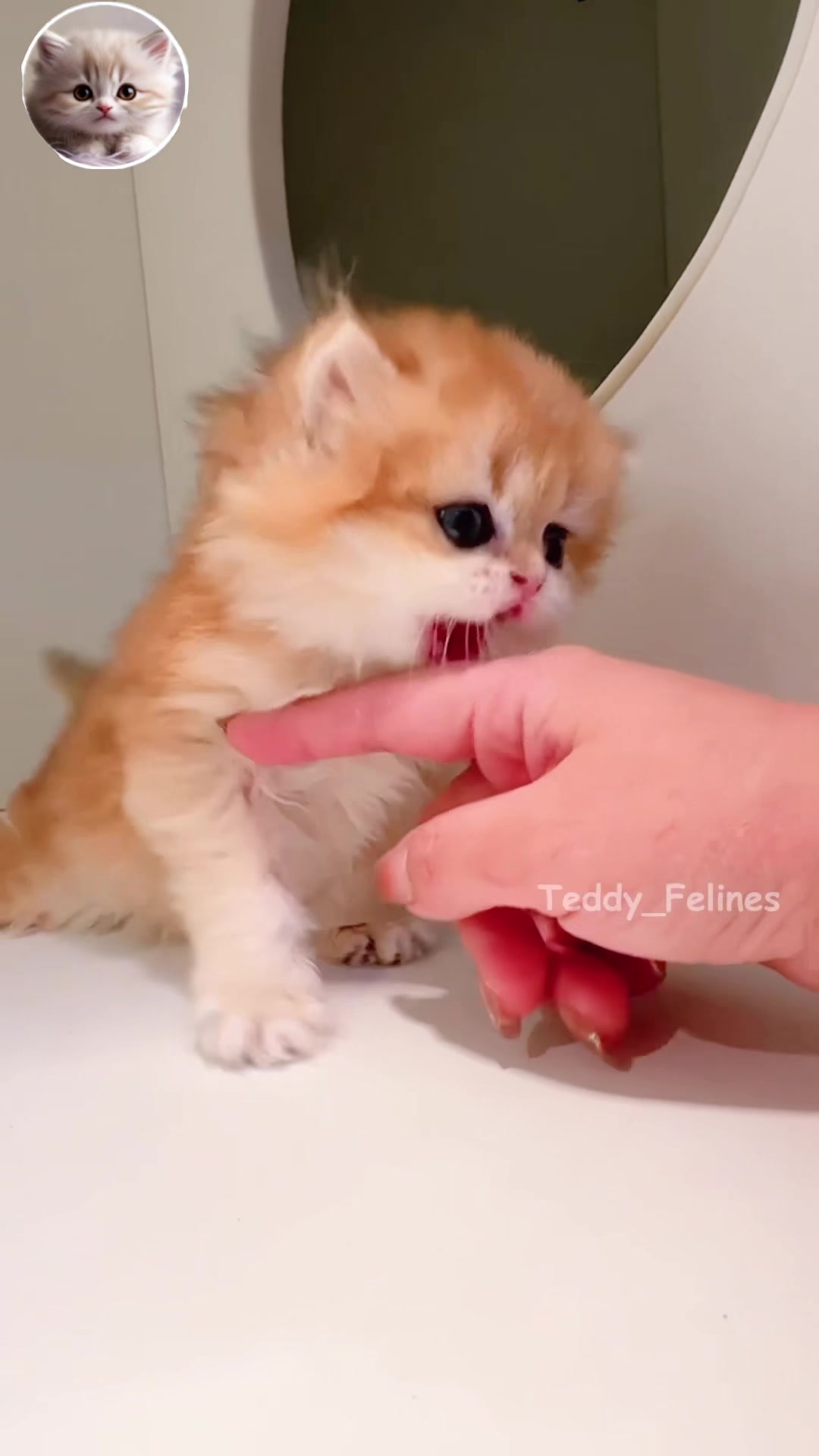 @Teddy_Felines 🧸🐾