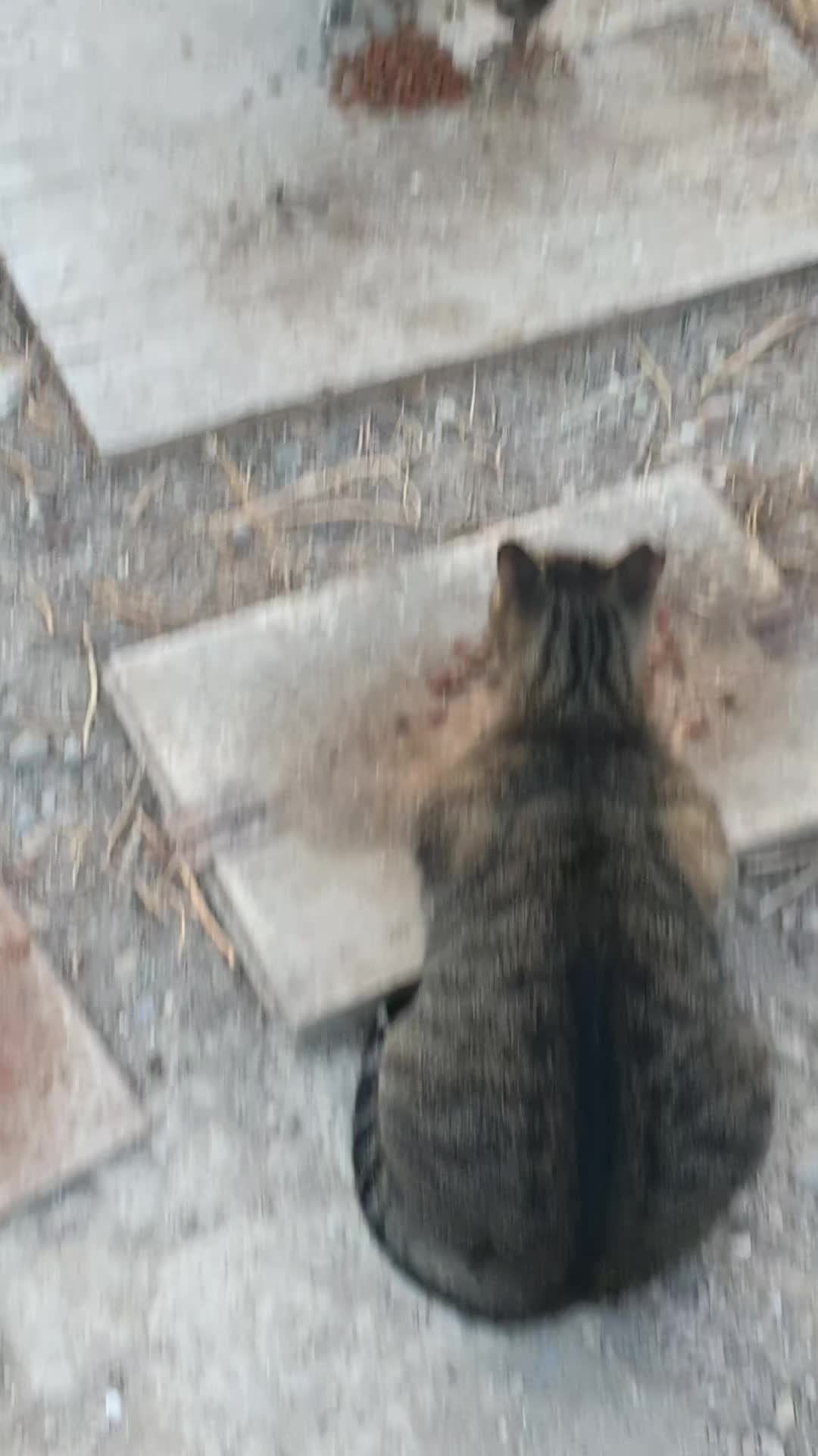 @Susancats