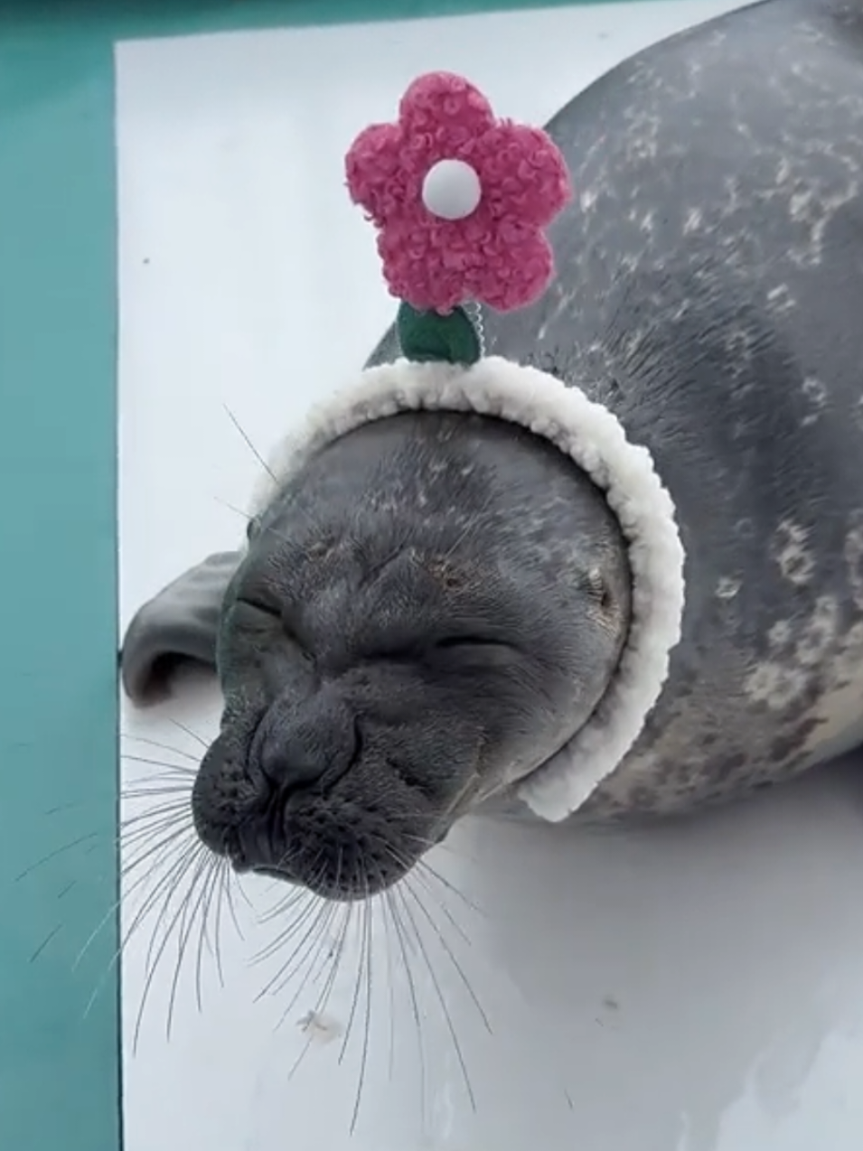 @🩷🎀 seal 🦭🩷