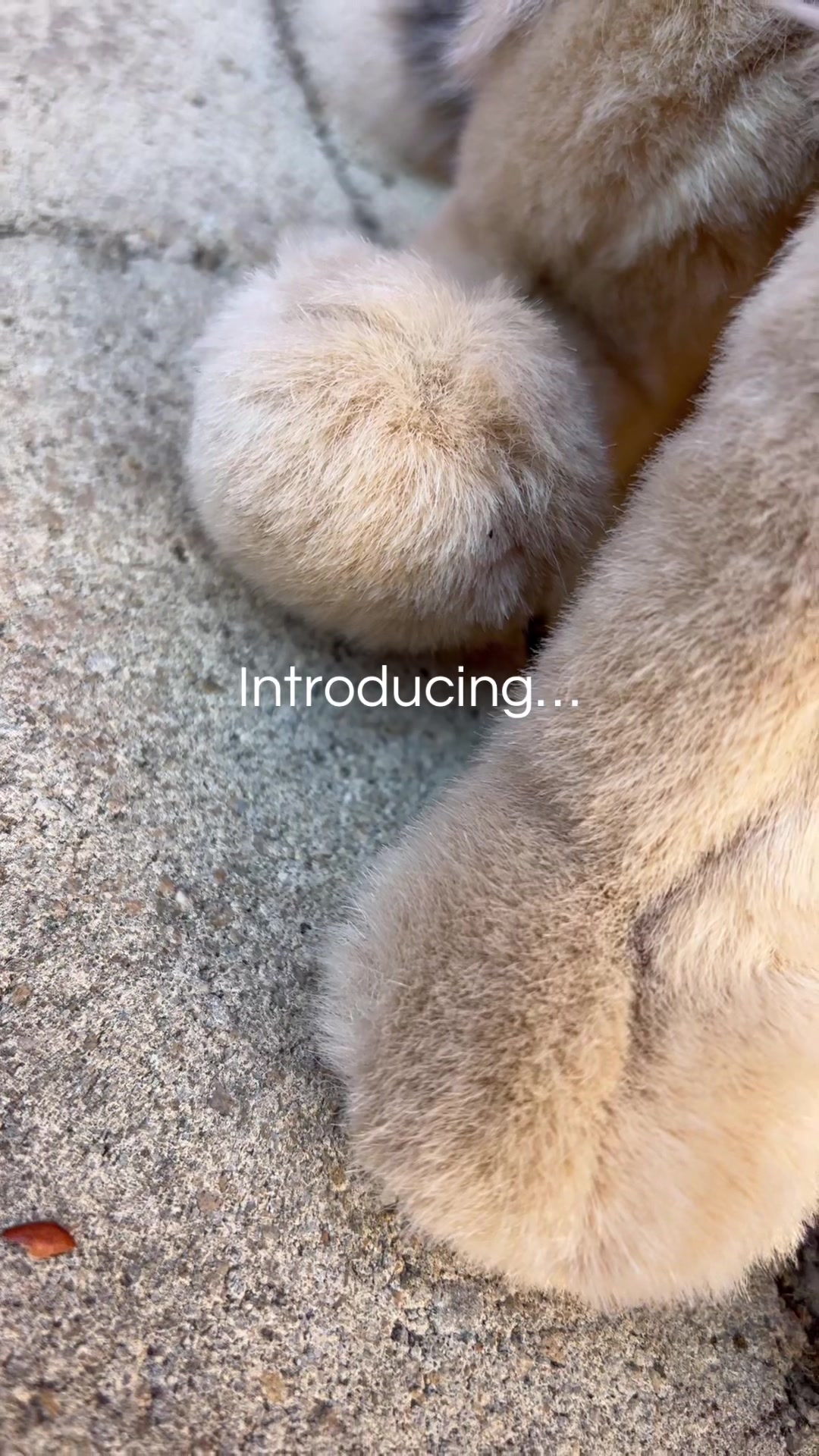 @🦴˖˚ ᴊ𝘶ꪀꫀ ˖˚🌼