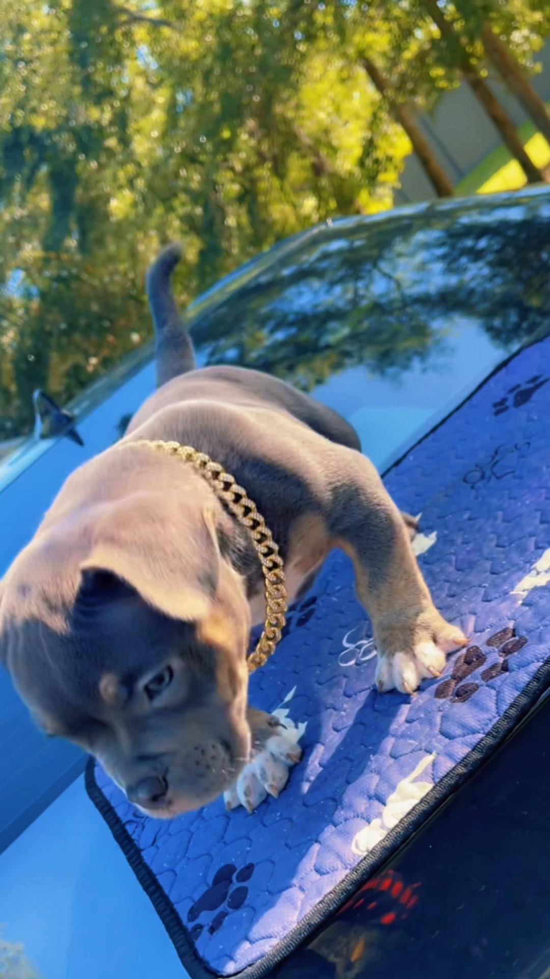 @gardnerkennel08
