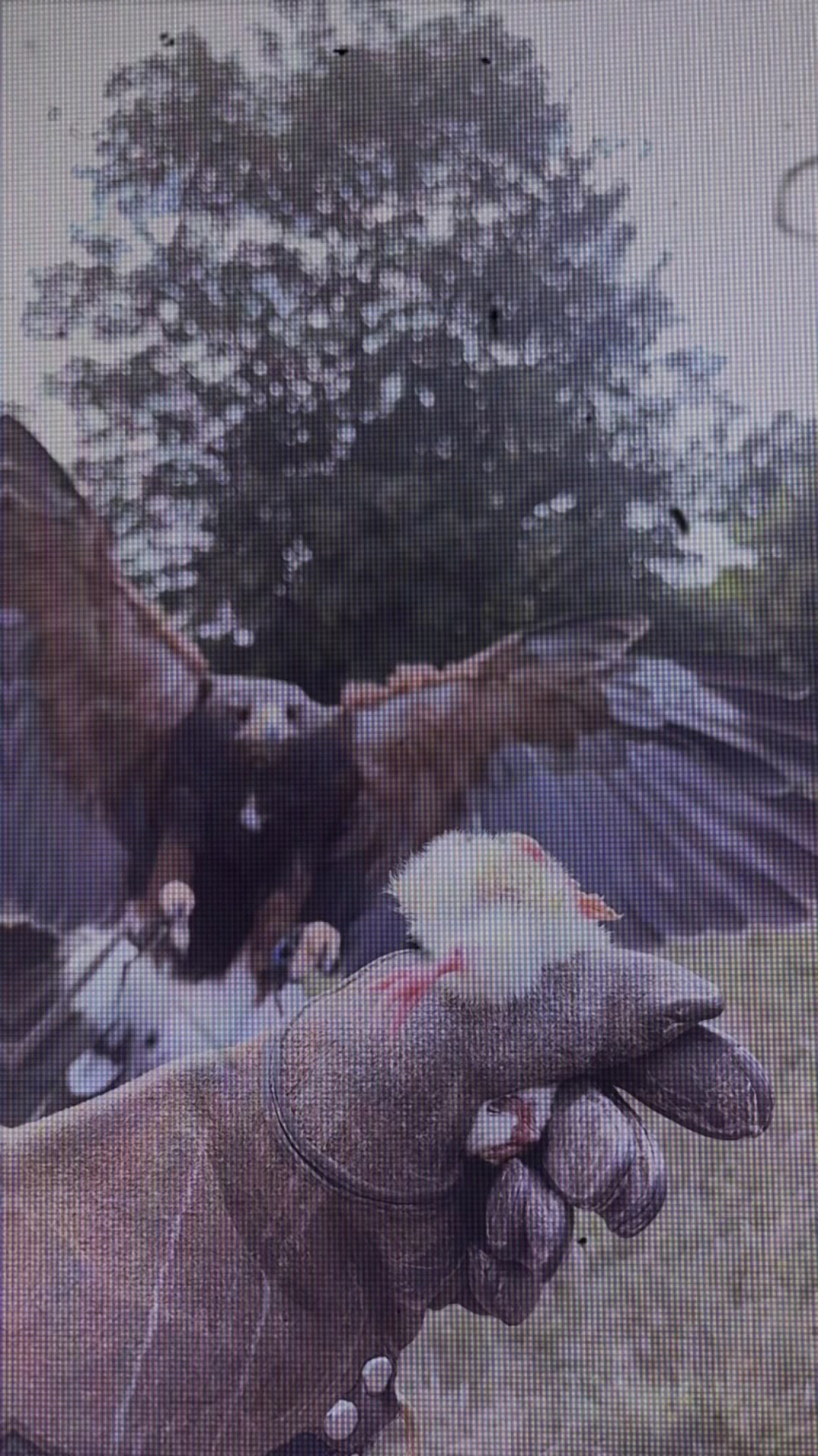 @Kent Falconry Centre
