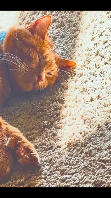 @MrFinn the cat