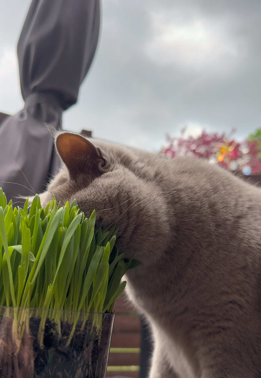 @Purrpawspals ✨