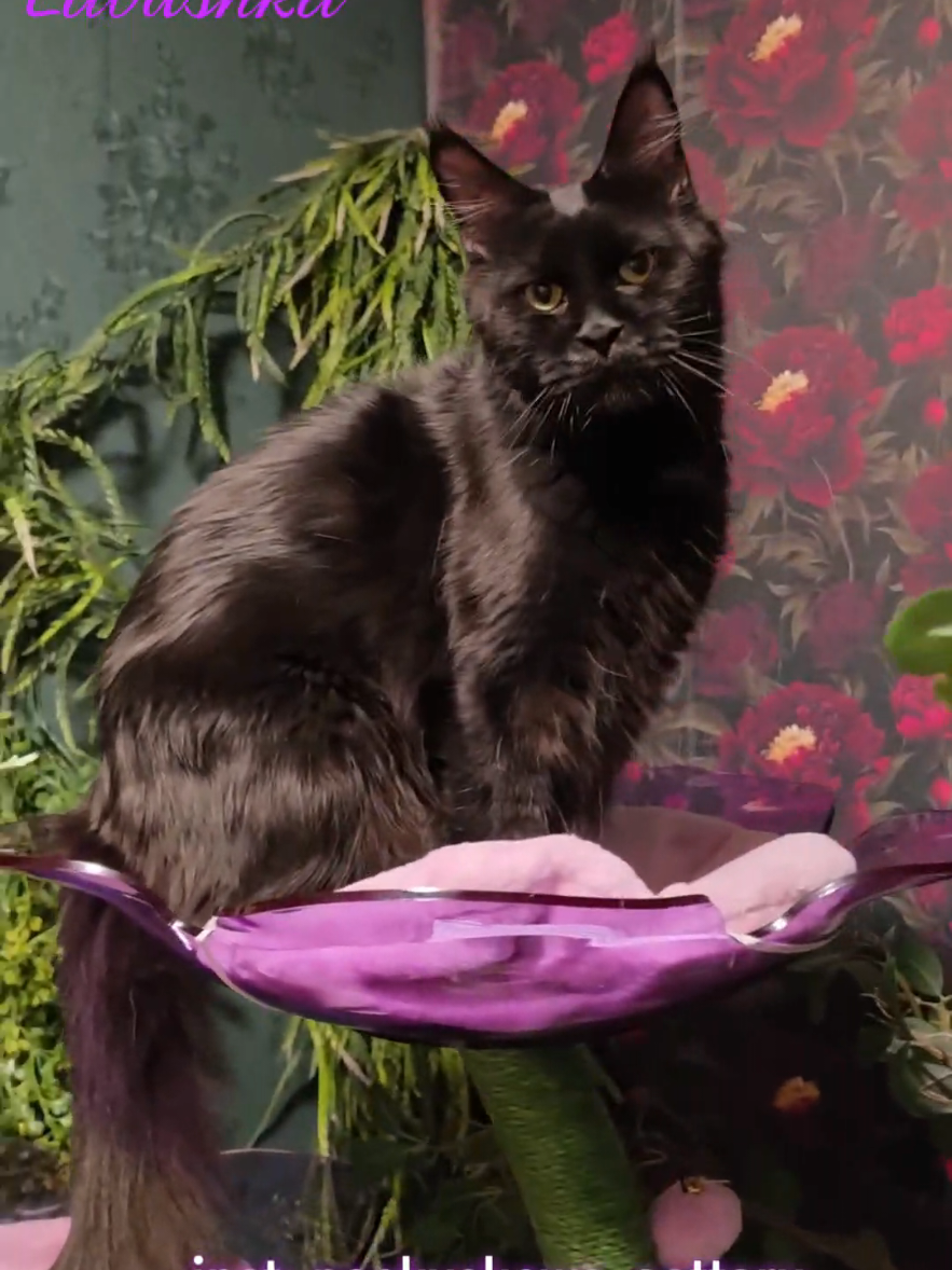 @Peaky Claws Cattery