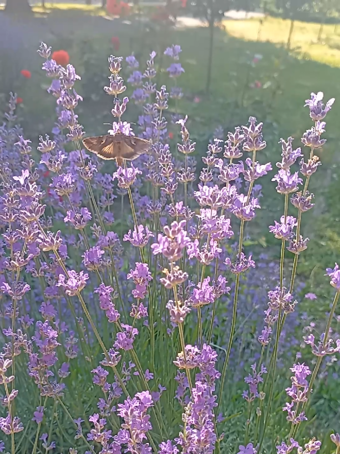 @Призрачка