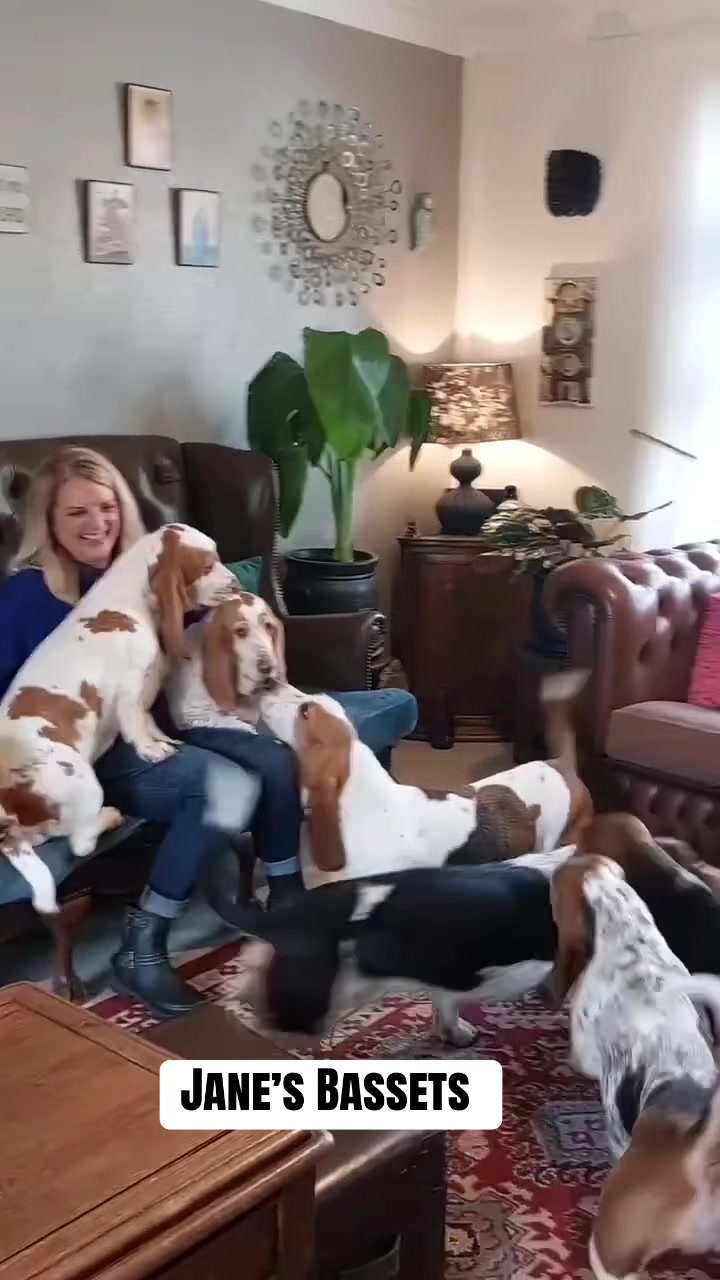 @Basset Hound Pups For Adoption