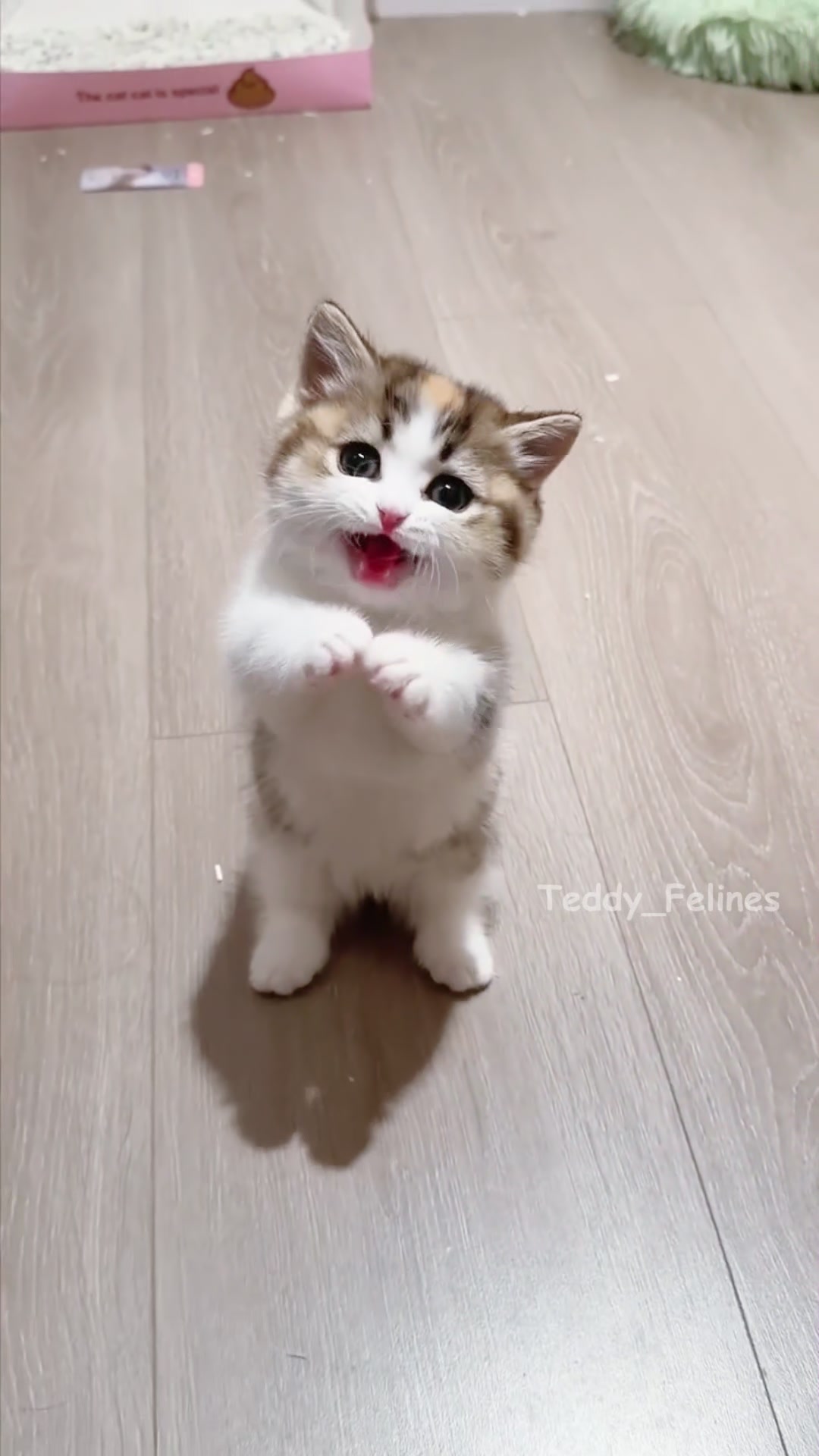 @Teddy_Felines 🧸🐾
