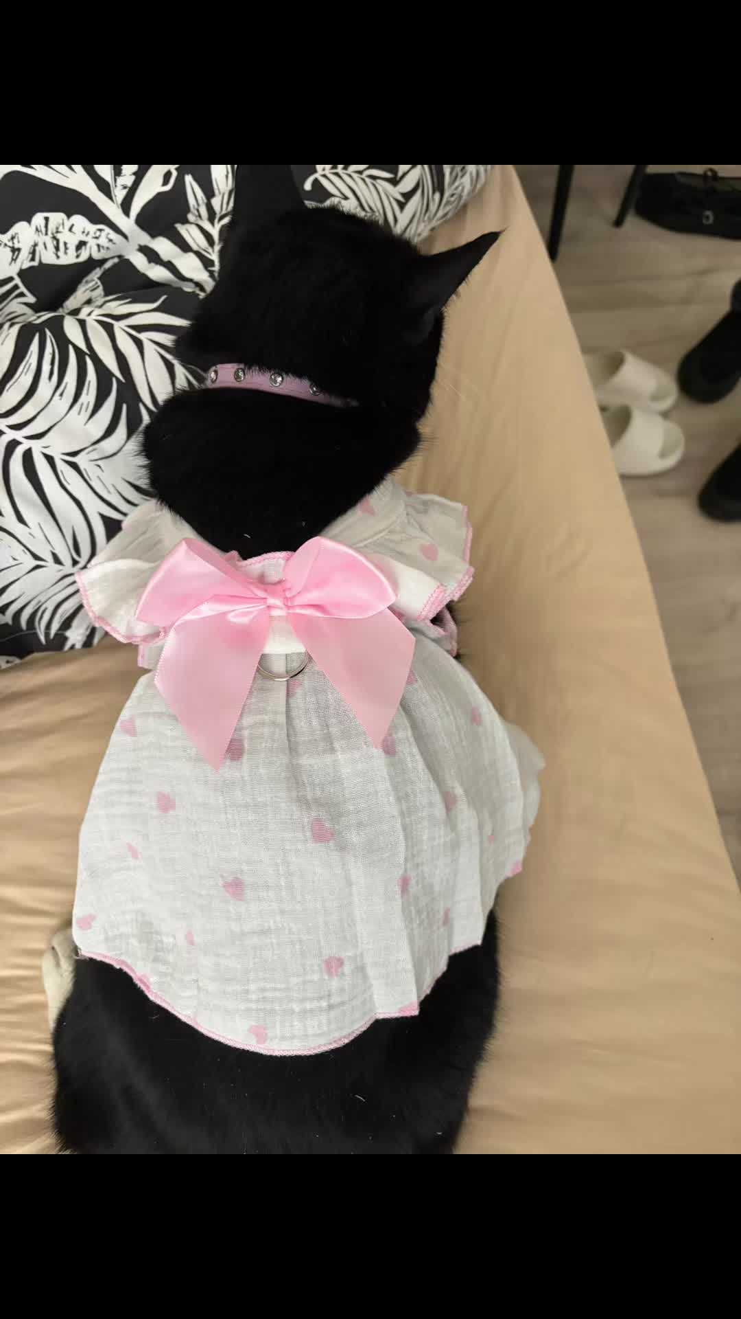 @Mowji the cat