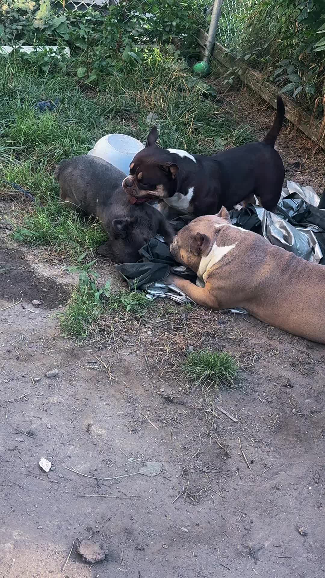 @NoCapBullys