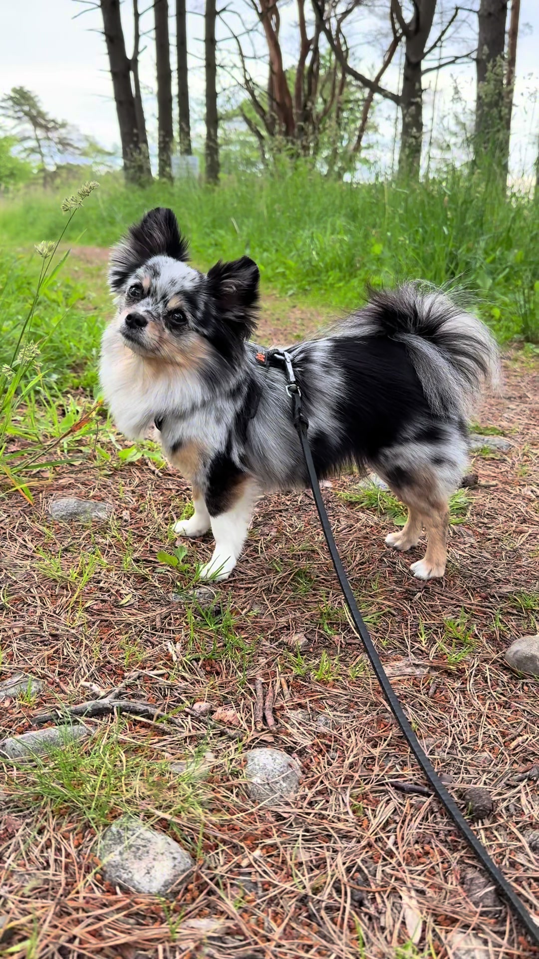@Mia🐾🇳🇴