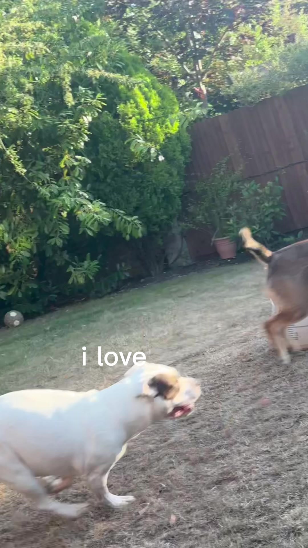 @RockyTheMutt