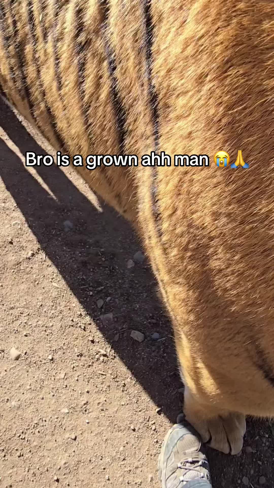 @miaou.catz