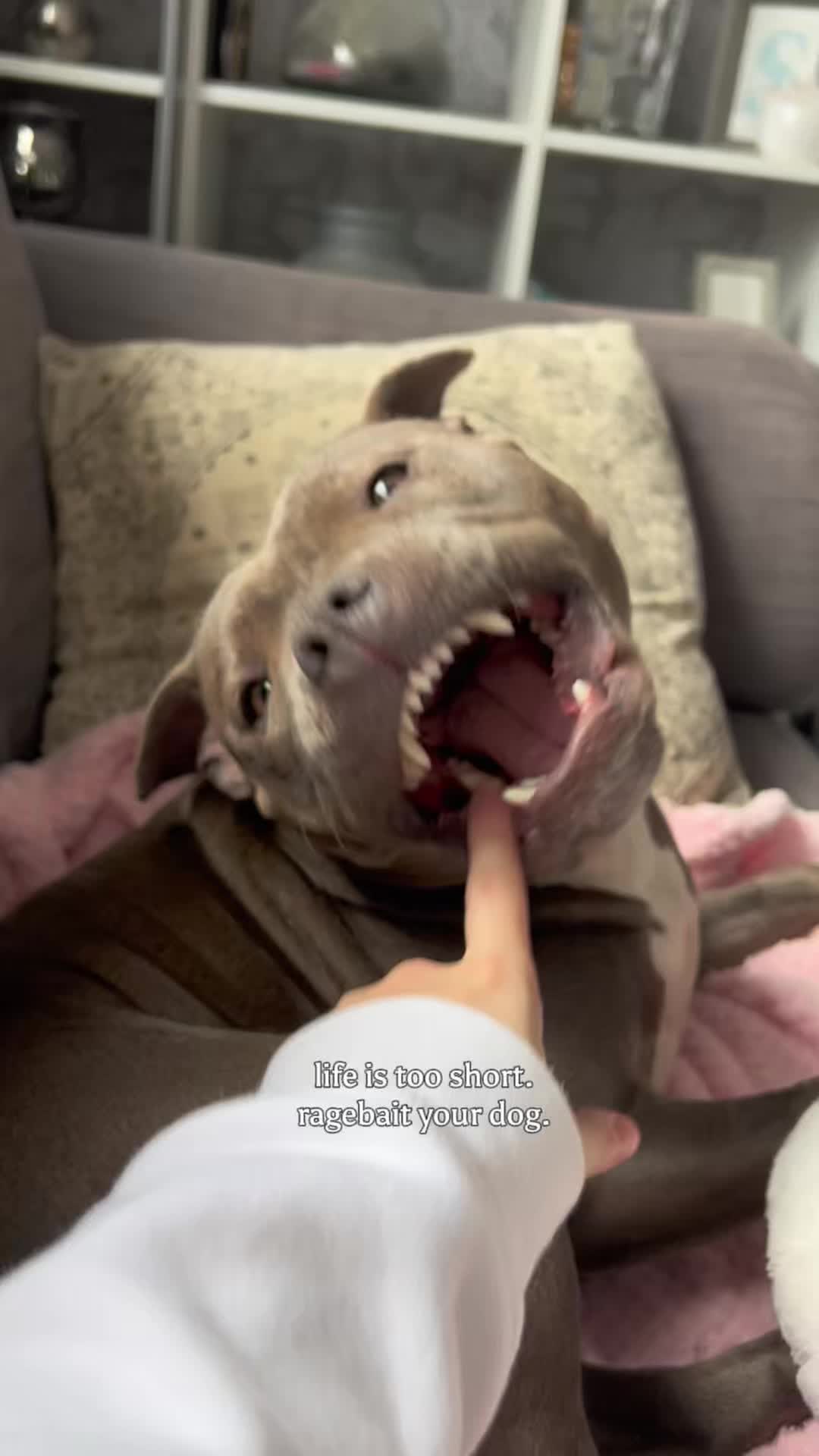 @Myla.thebluestaffy🤍