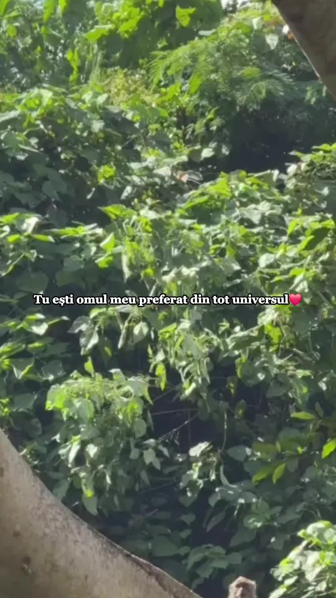 @Crișan Bogdan
