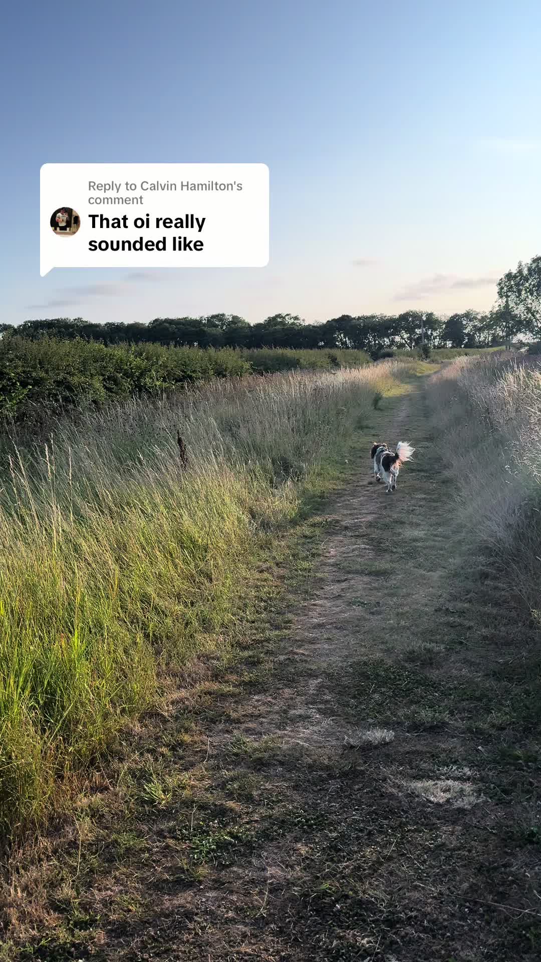 @Jinky Springer Spaniel 🐾 💚