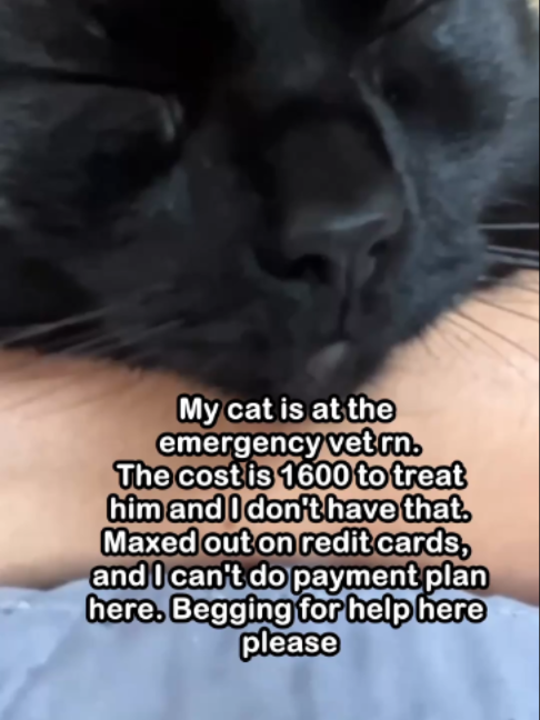 @Saving Paul the brave Cat!