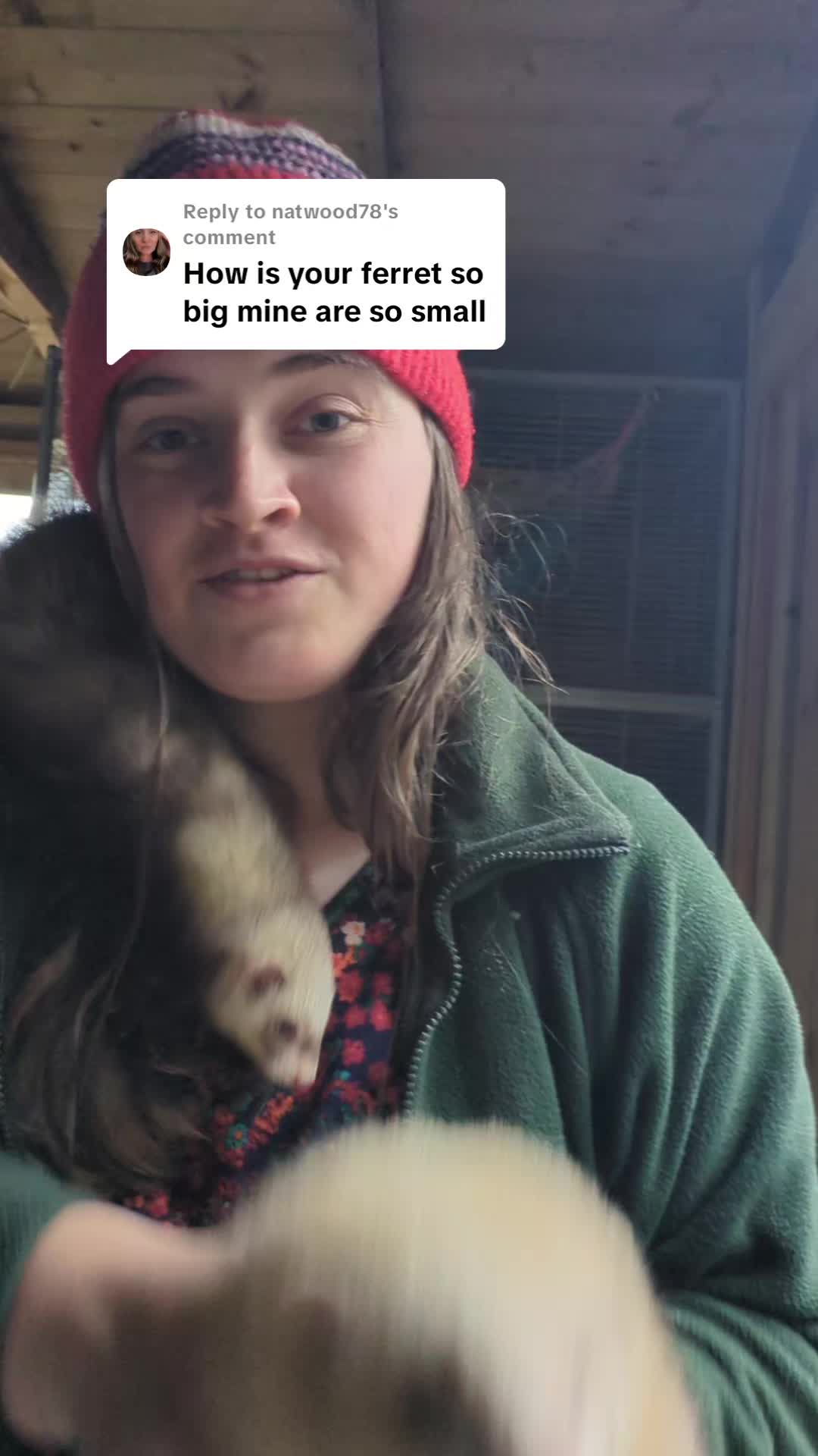 @Ocean City Ferrets