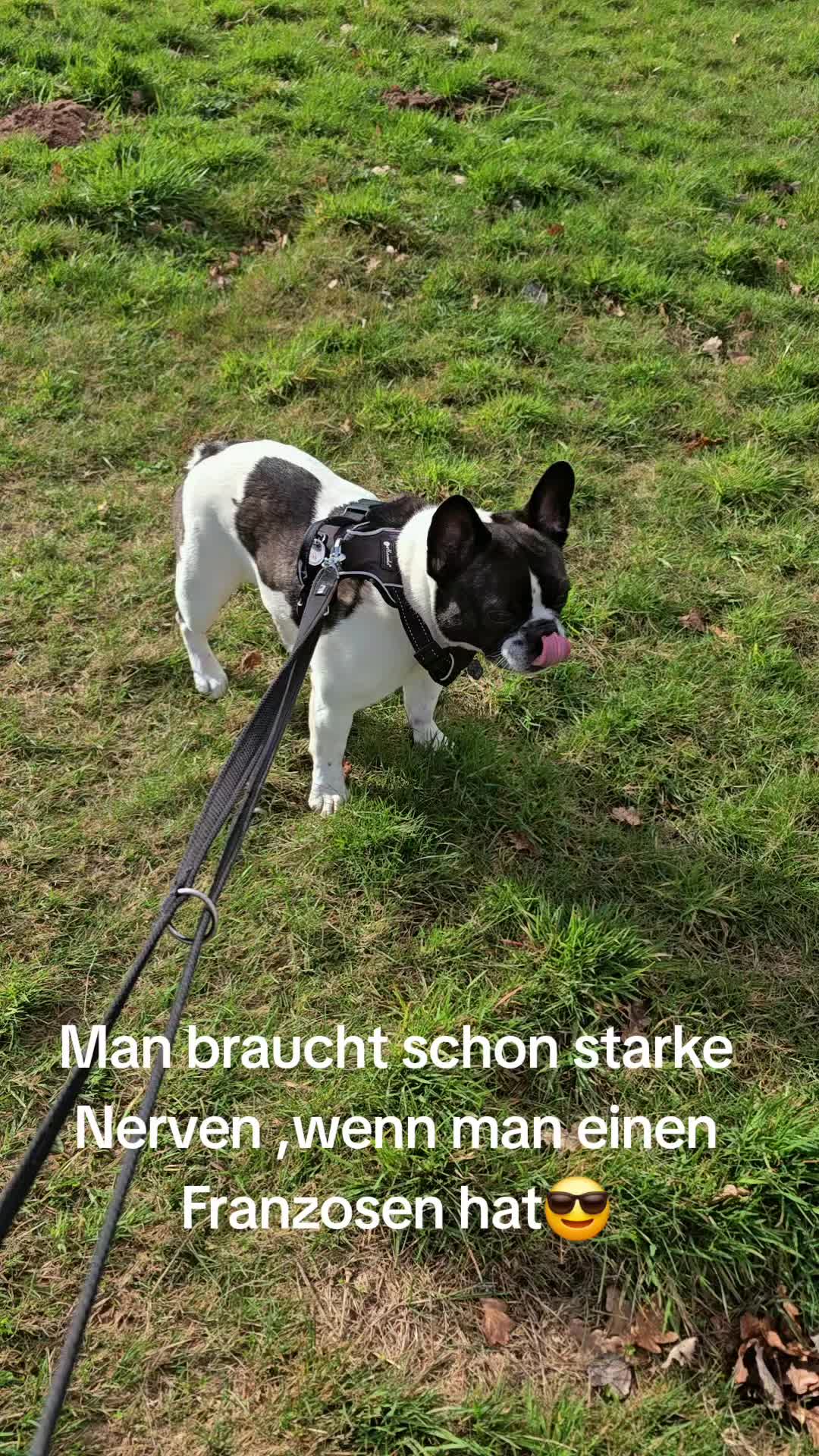@Kylo und Samy 💙💙🐶🐕🍀🍀