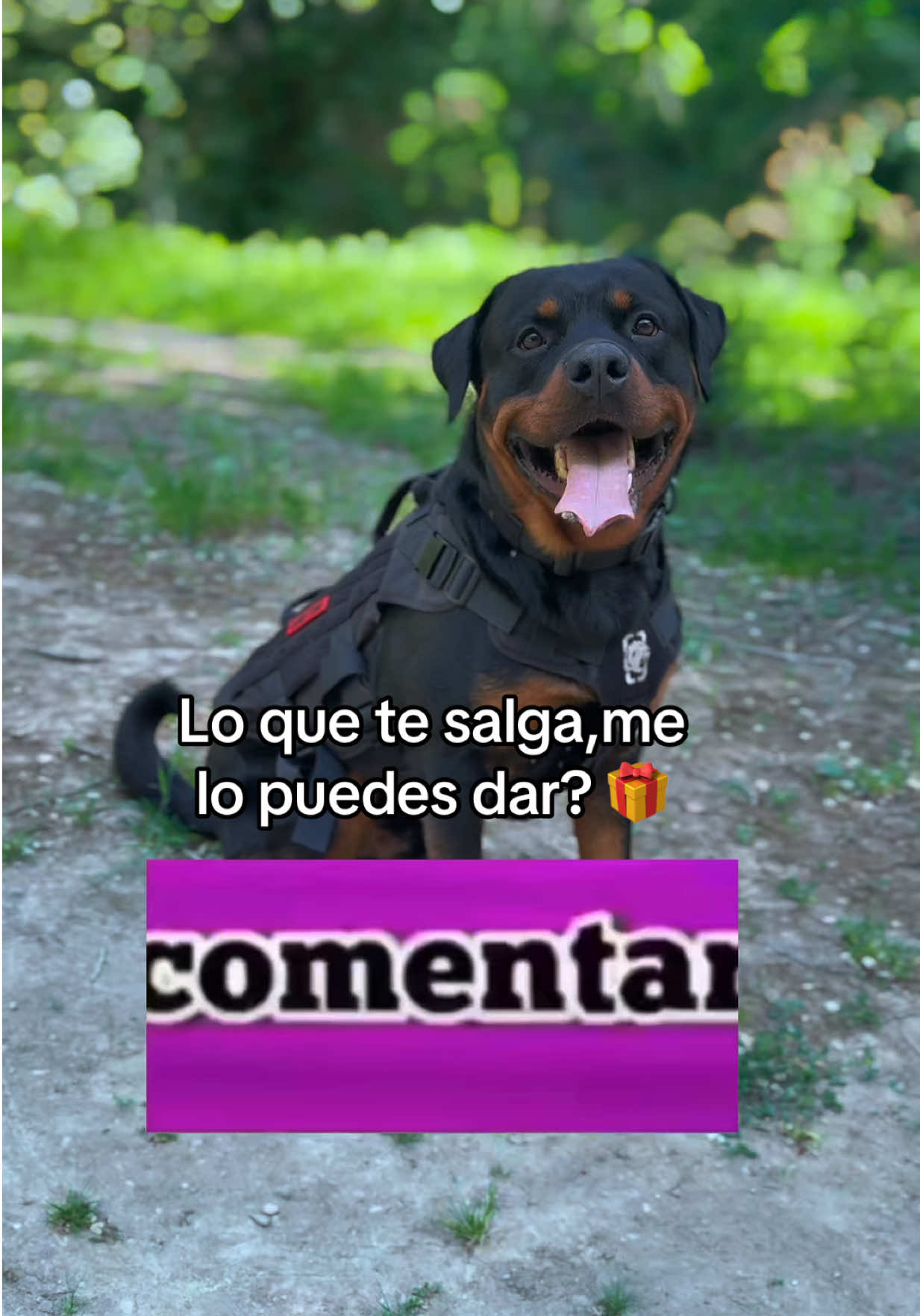 @José Ramos & Anubis Rottweiler