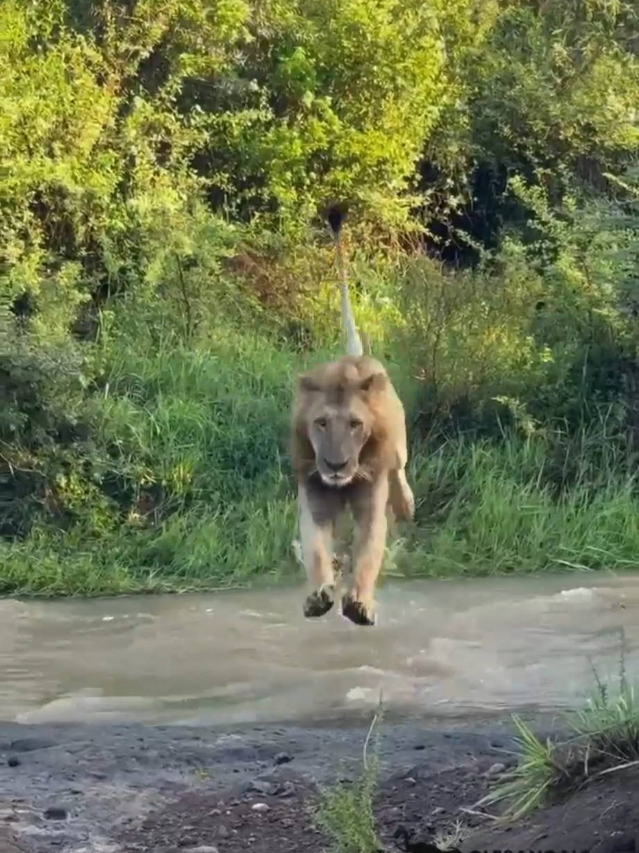 @Lion Sightings