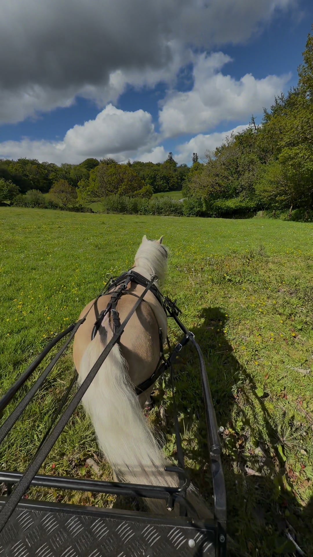 @Dartmoor Carriages